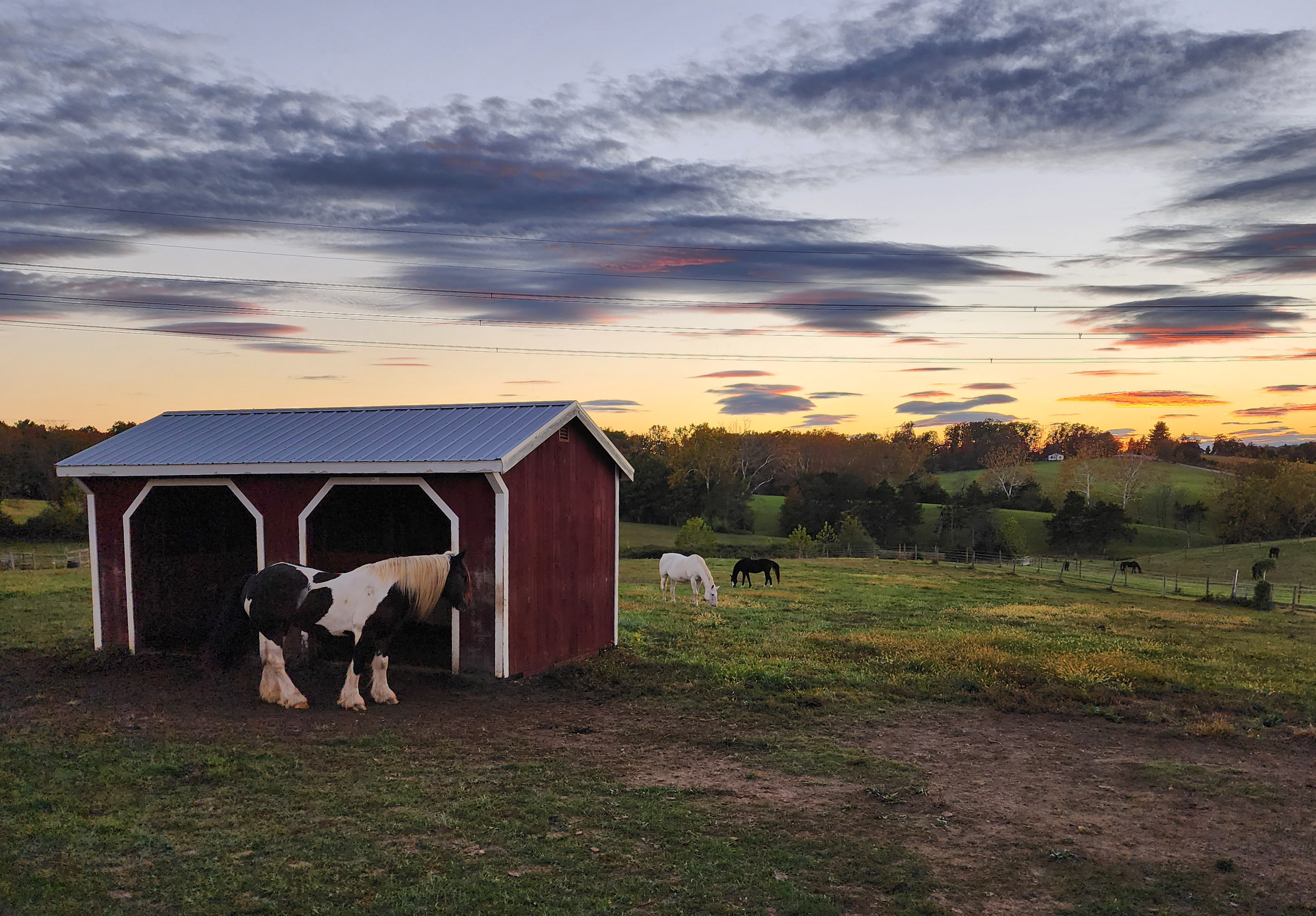 One of our boarders, out in pasture.