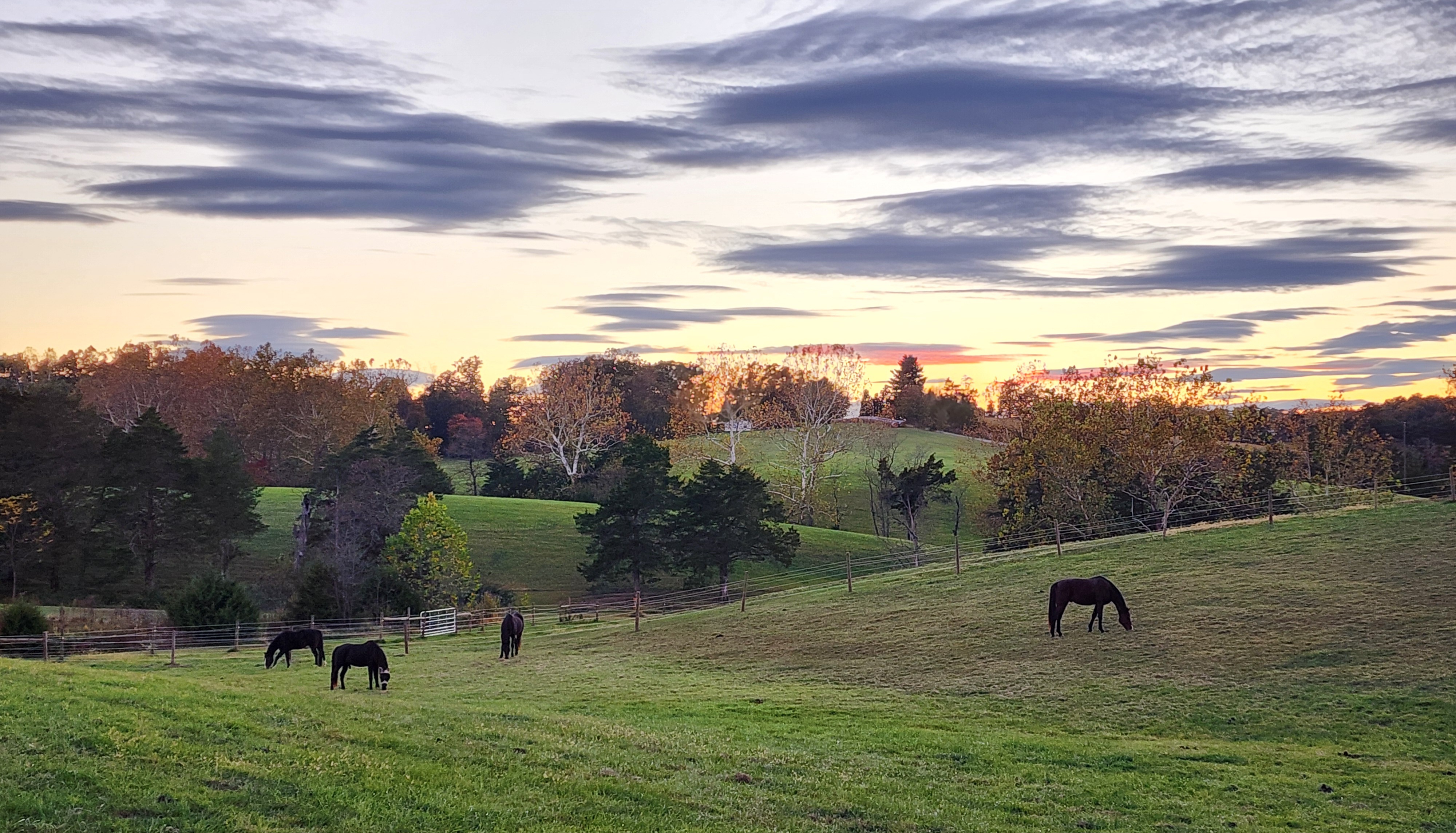A wide view of the pasture.